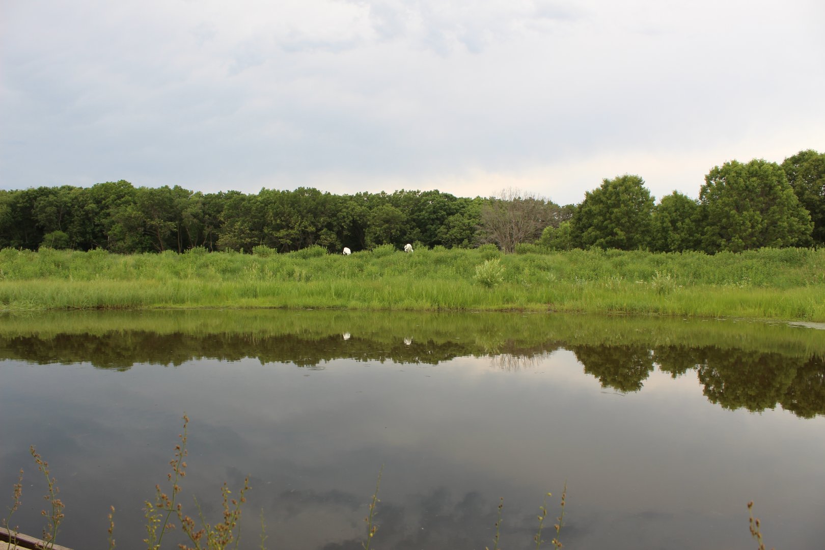 Whooping Crane Exhibit