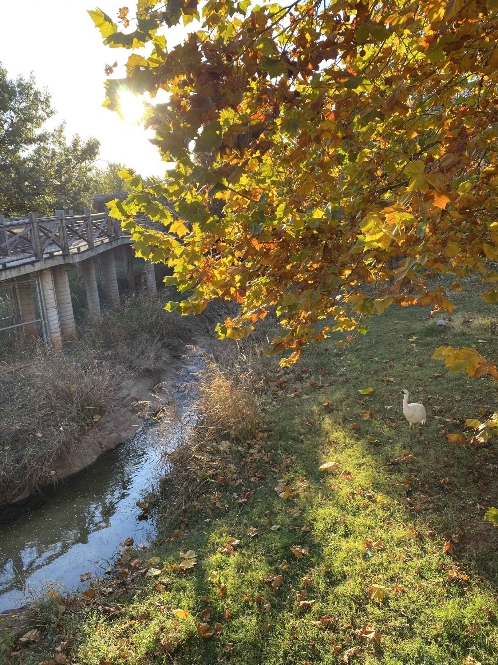 Whooping Crane Exhibit