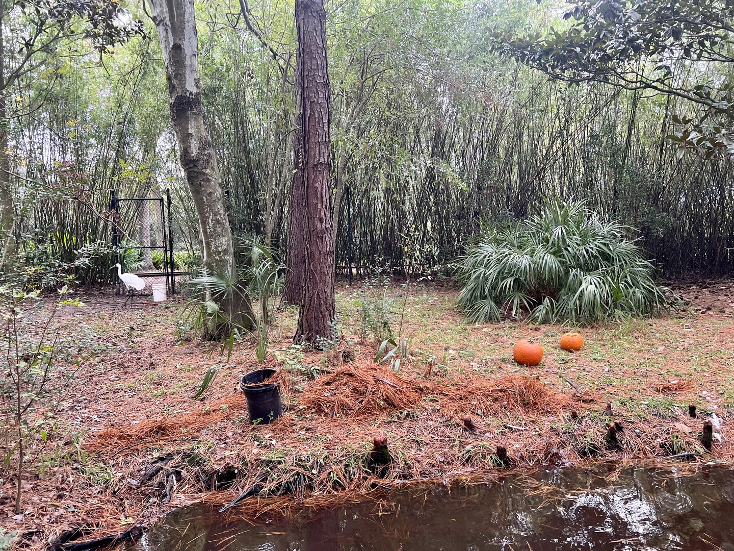 Whooping Crane Exhibit
