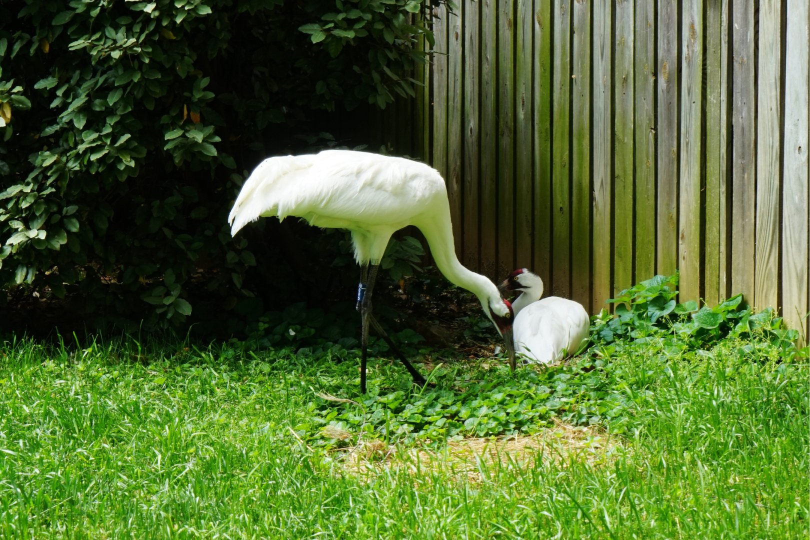 Whooping Crane (Grus americana), May 2015