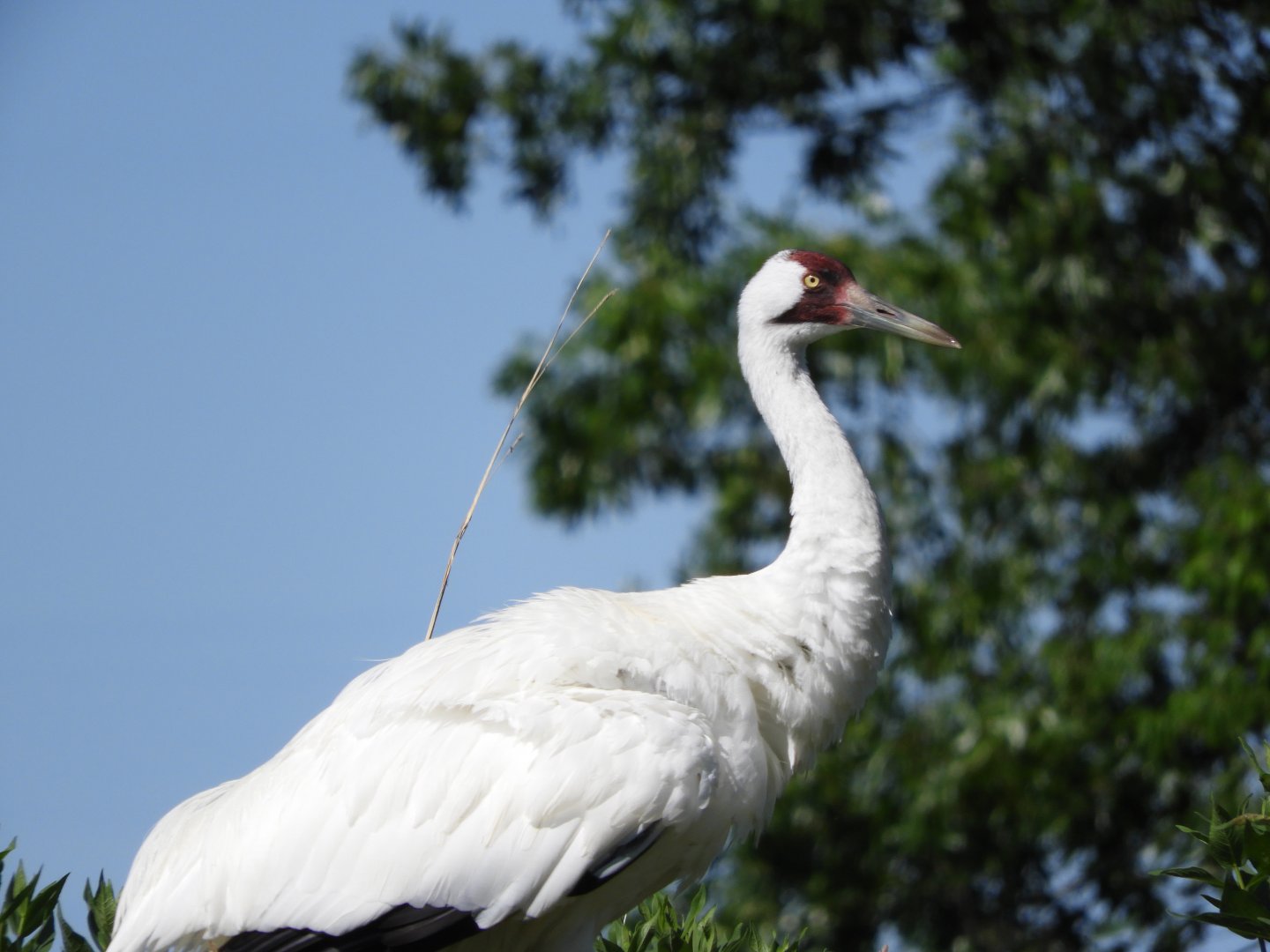 Whooping Crane (Grus americana)