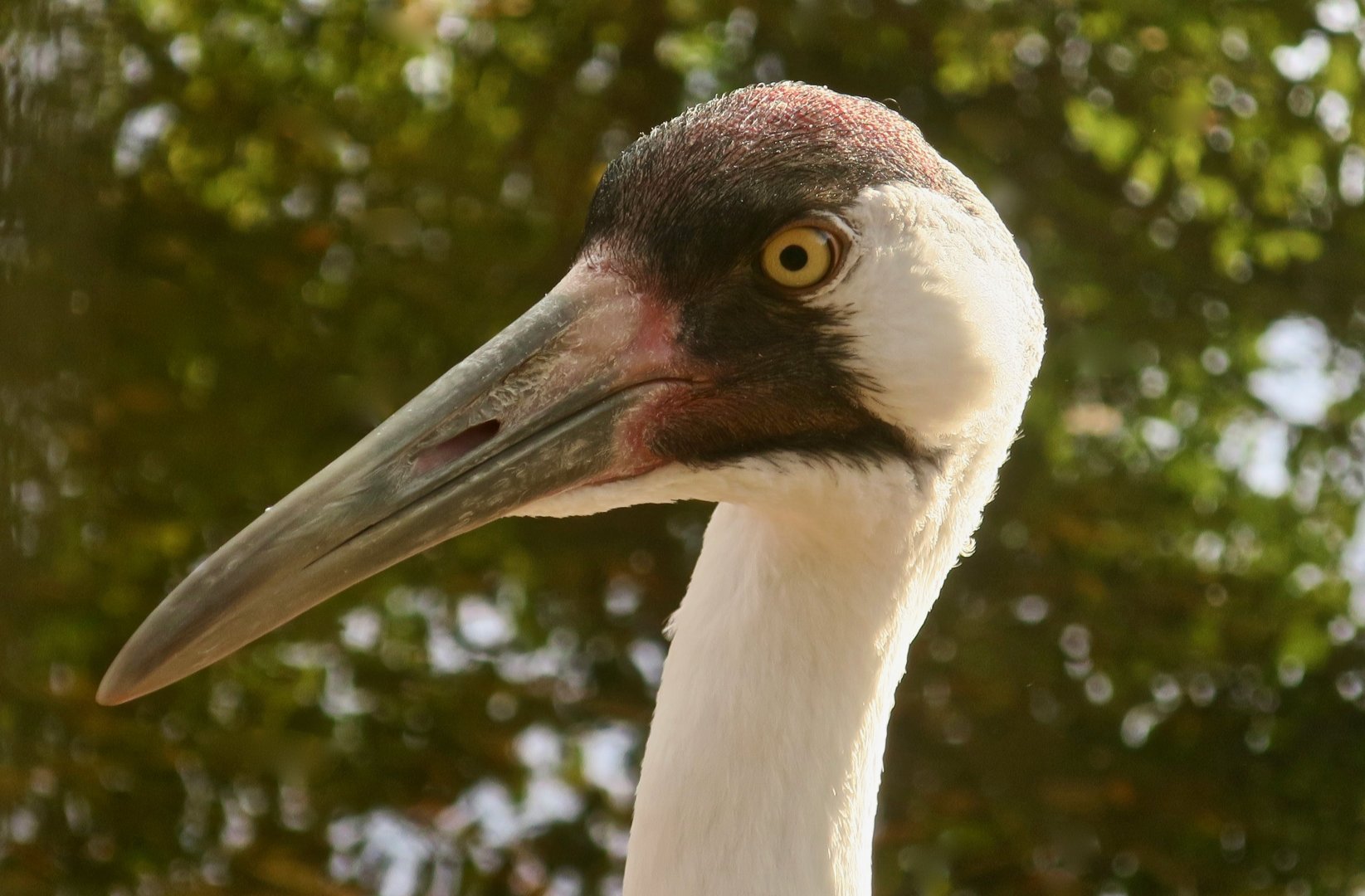 Whooping Crane (Grus americana)