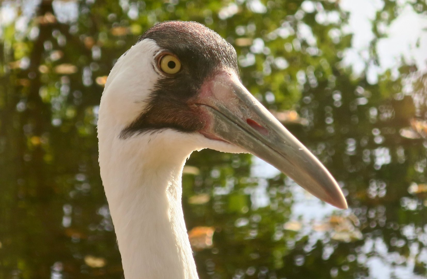 Whooping Crane (Grus americana)