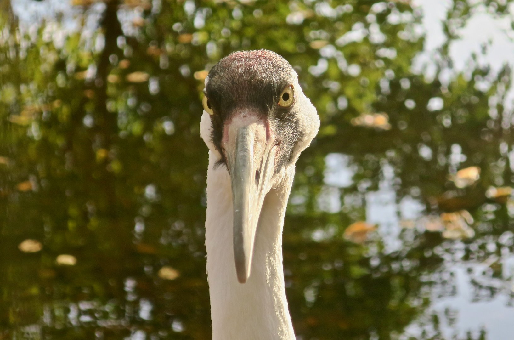 Whooping Crane (Grus americana)