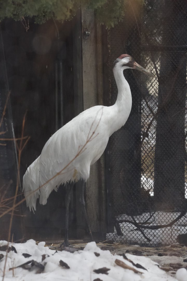 Whooping Crane/ Grus americana