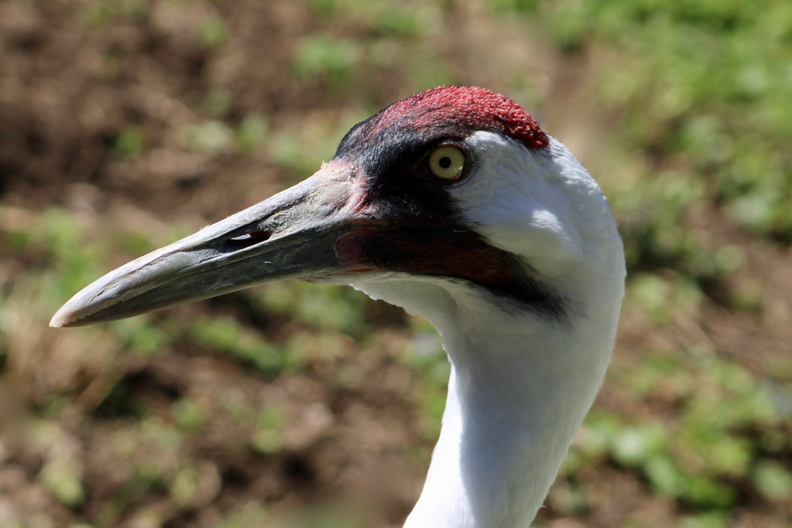 Whooping Crane (Grus americana)