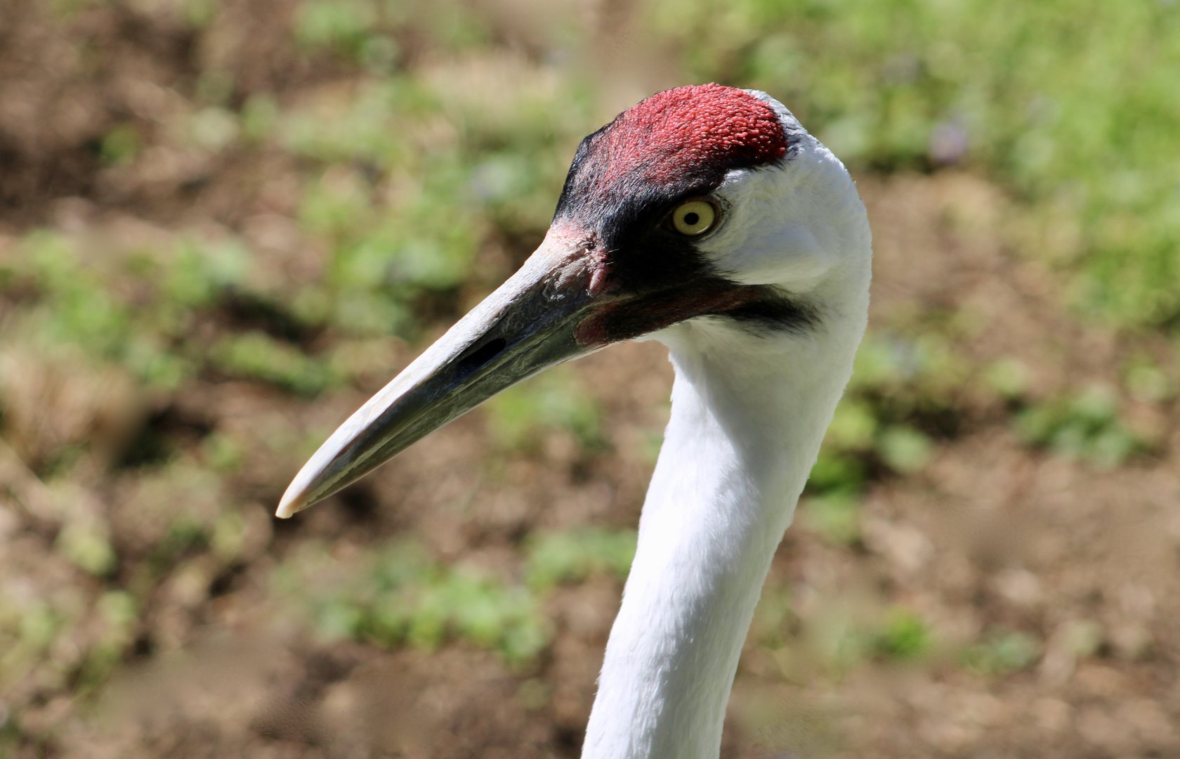 Whooping Crane (Grus americana)
