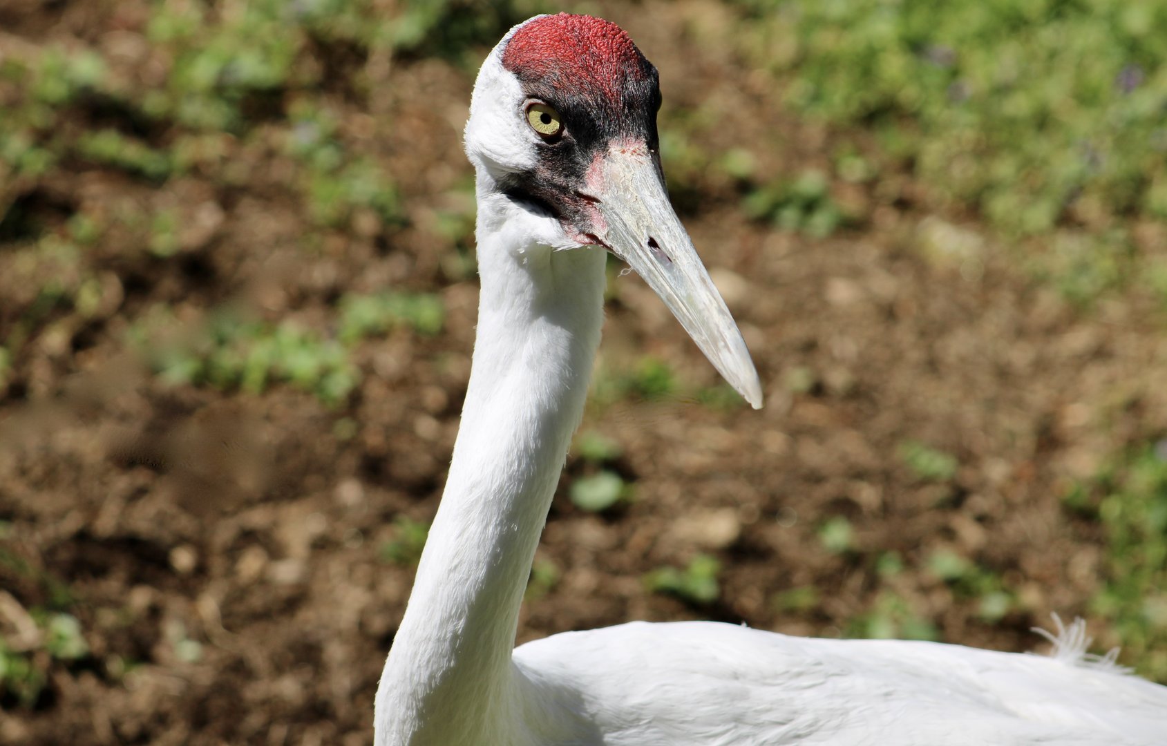 Whooping Crane (Grus americana)