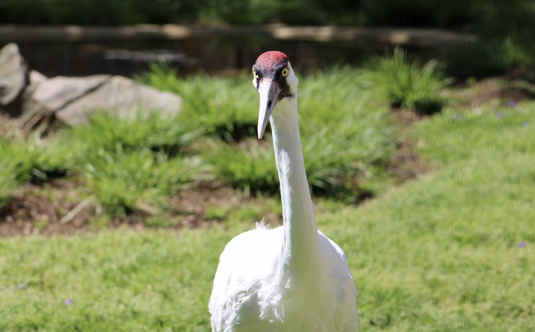 Whooping Crane (Grus americana)