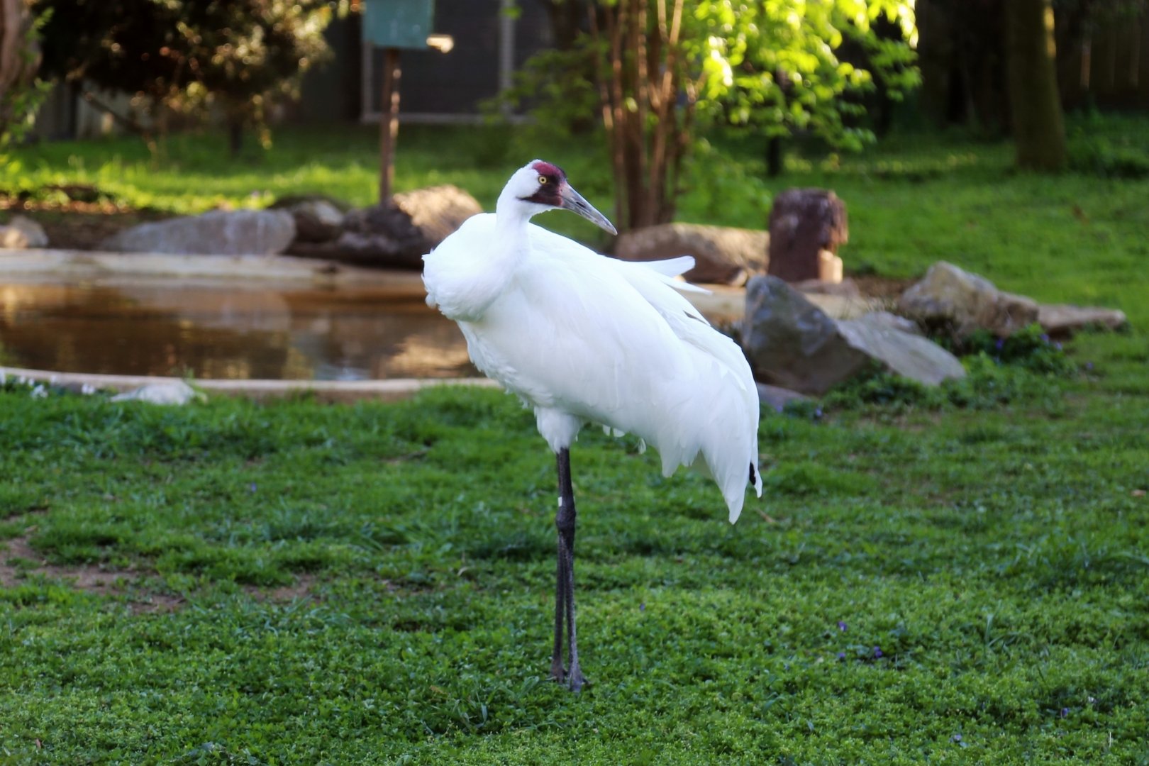 Whooping Crane (Grus americana)