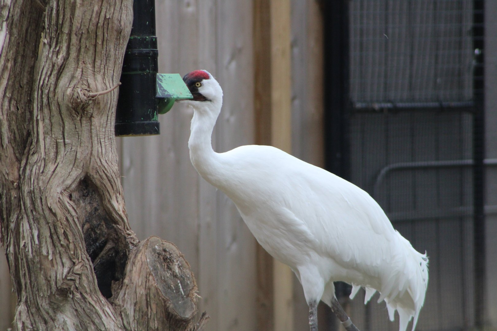 Whooping Crane (Grus americana)