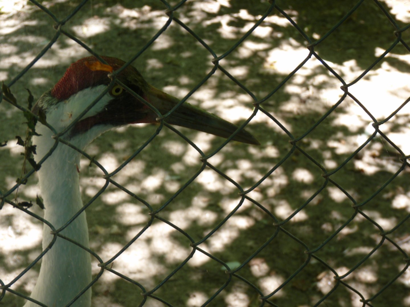 Whooping Crane , male