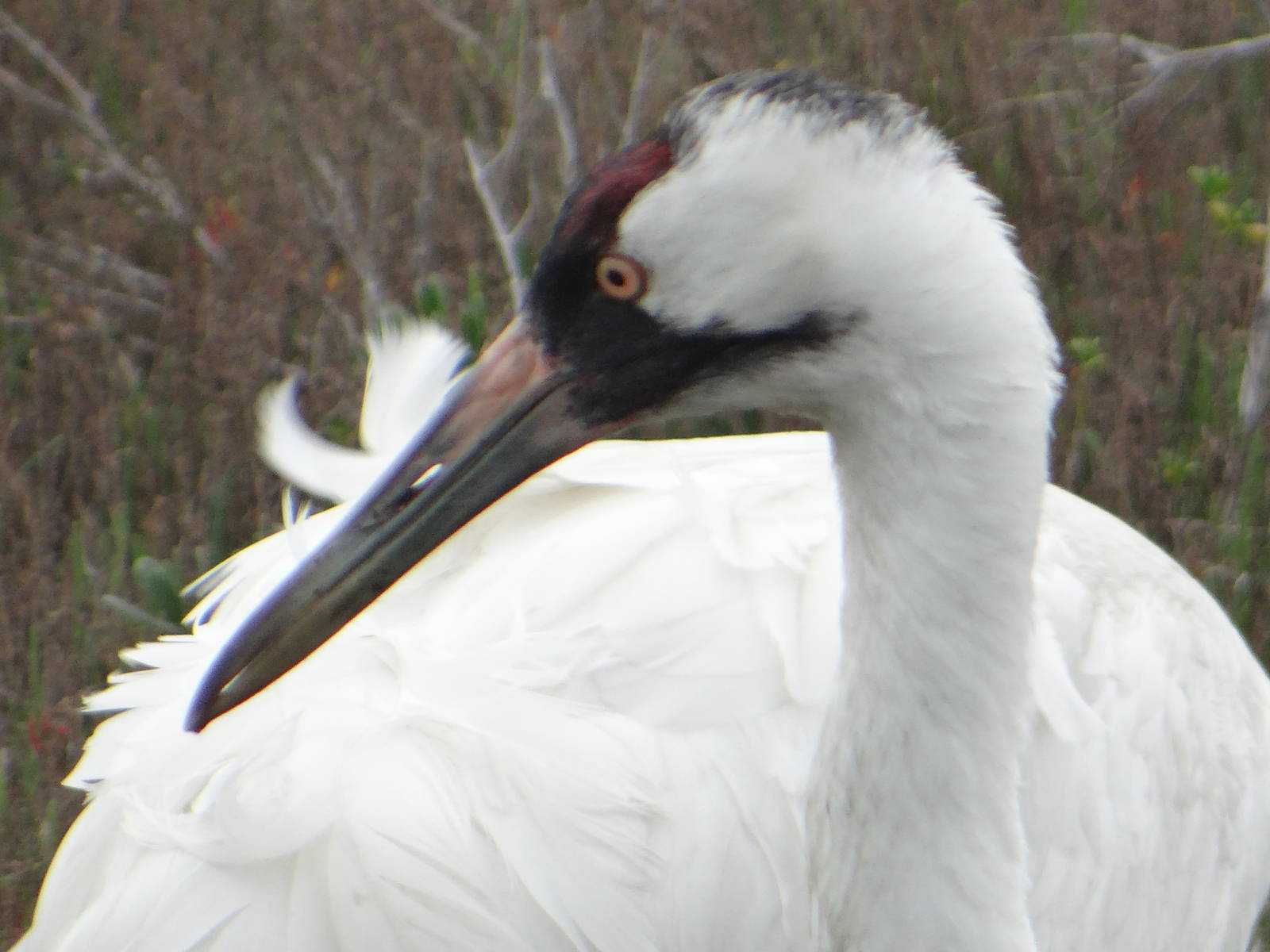Whooping crane, Port Aransas, Texas
