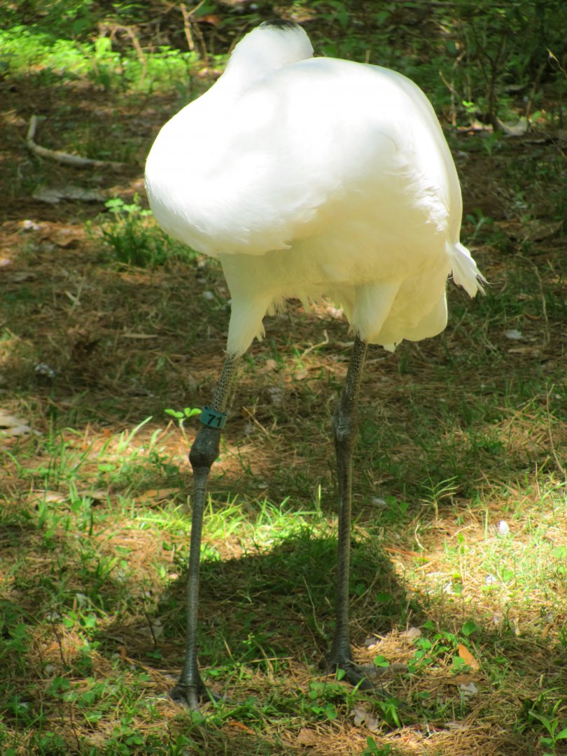 Whooping Crane Sleeping