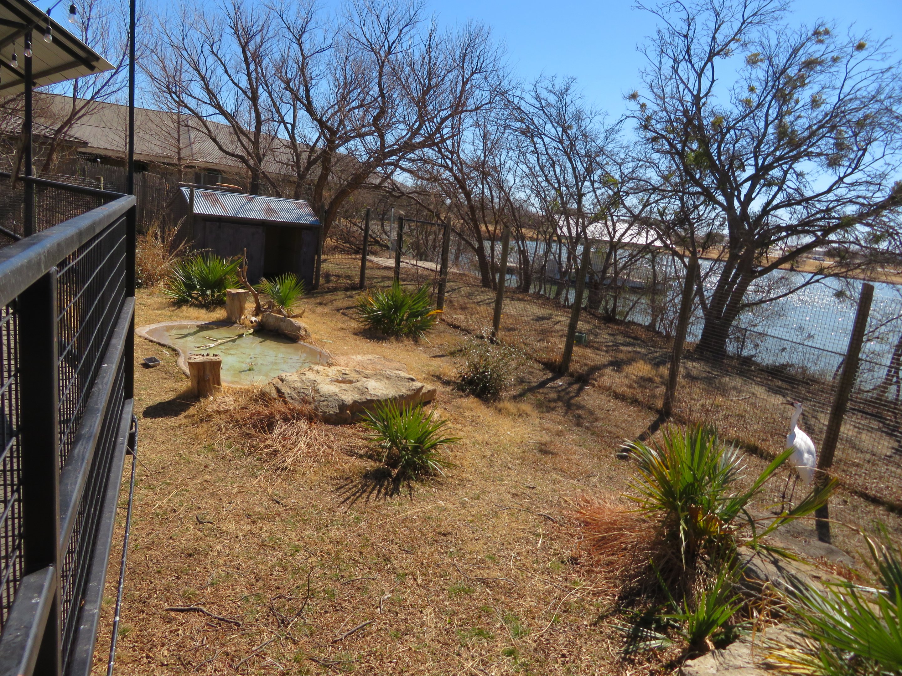 Whooping Crane Yard