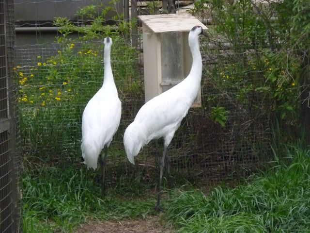 Whooping Crane