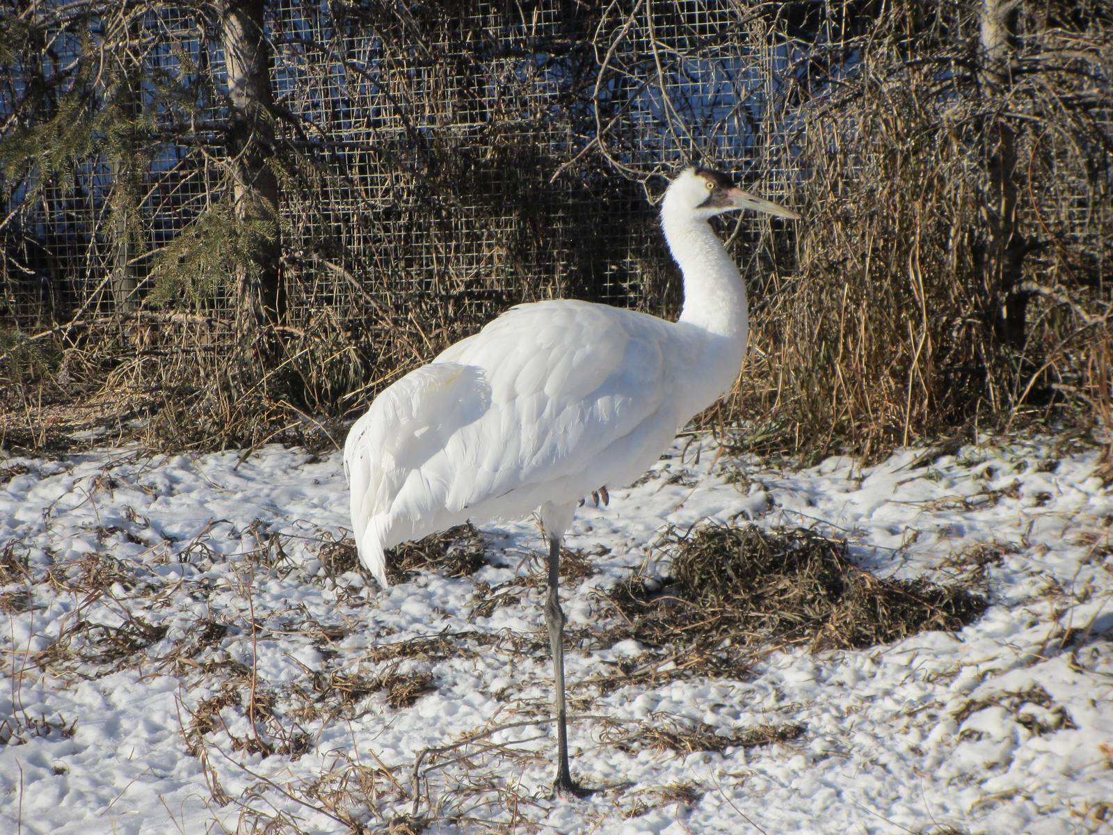 Whooping Crane