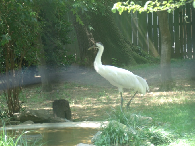 Whooping Crane