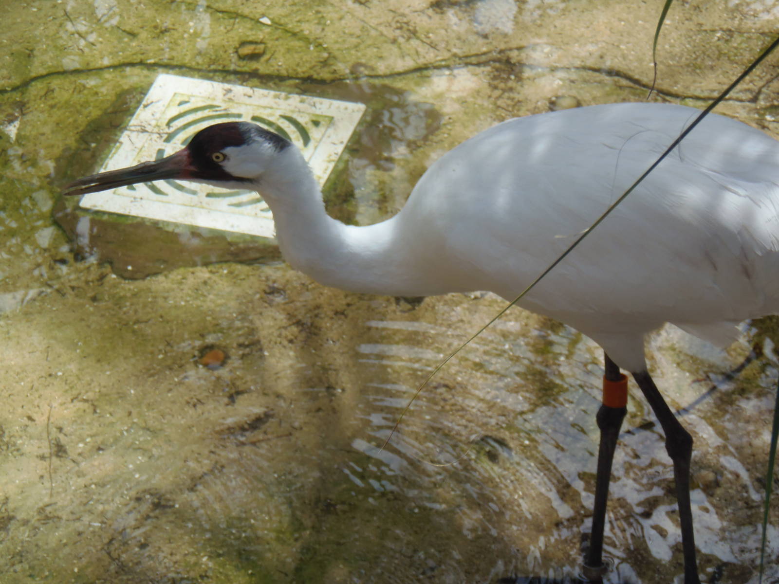 Whooping Crane