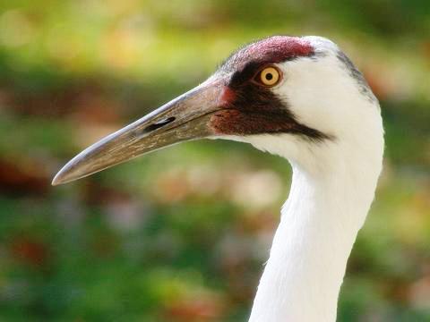 Whooping Crane