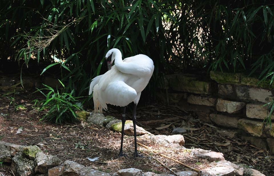 Whooping Crane