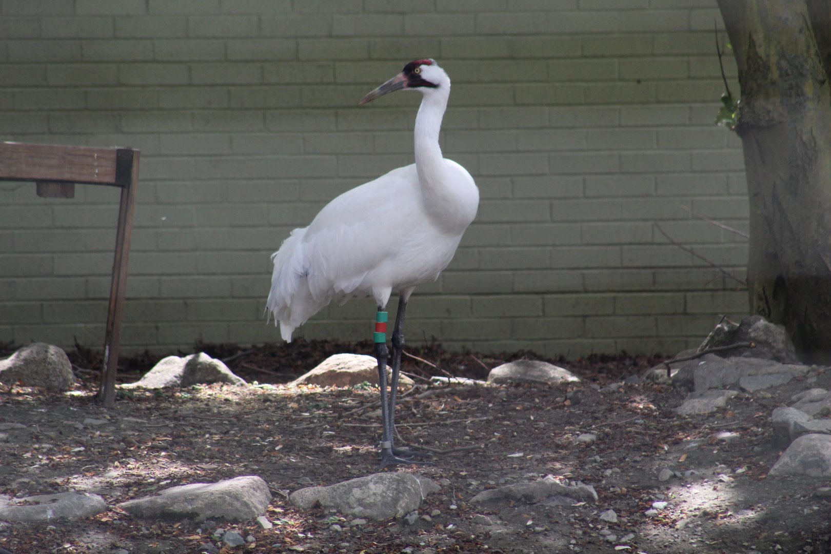 Whooping Crane