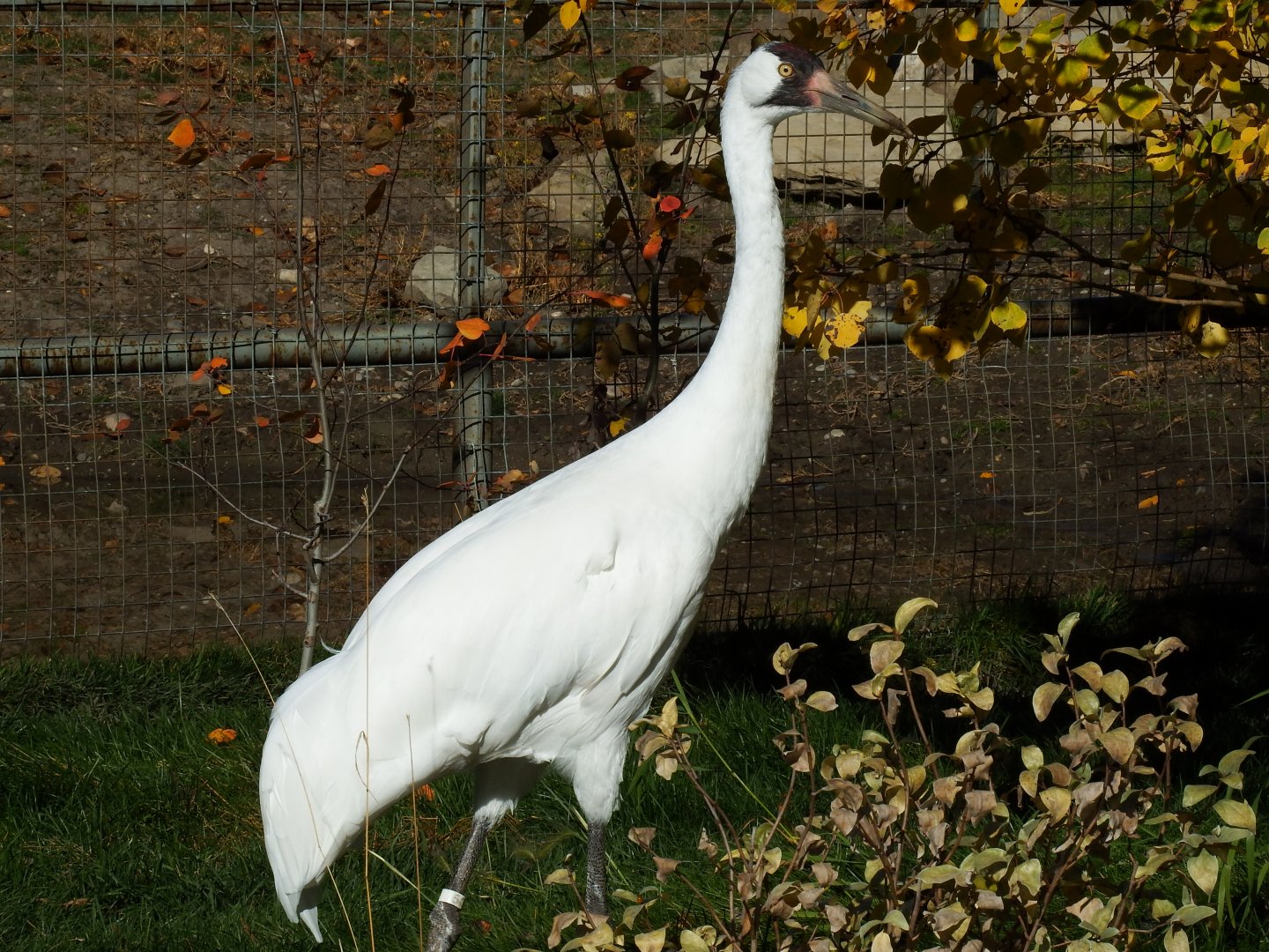 Whooping Crane