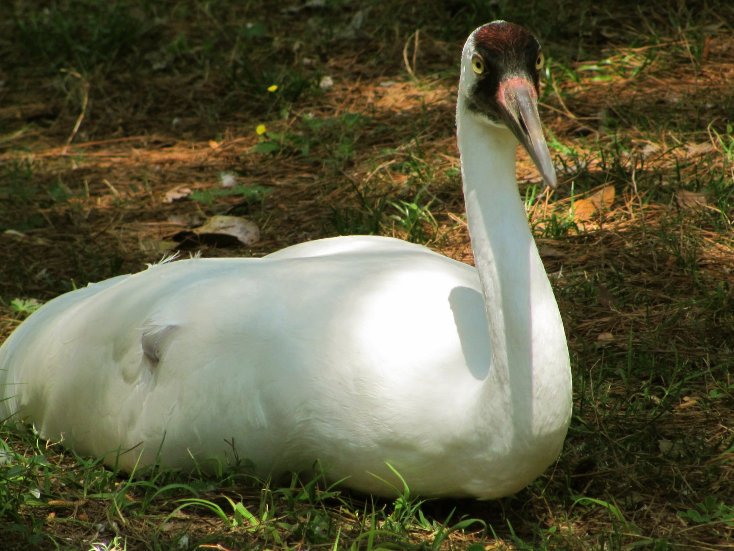 Whooping Crane