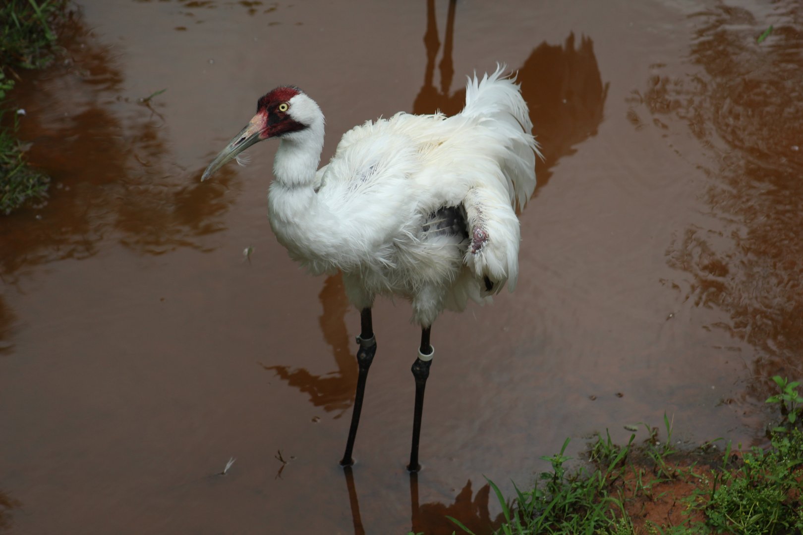 Whooping Crane