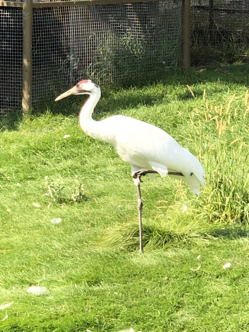 Whooping Crane