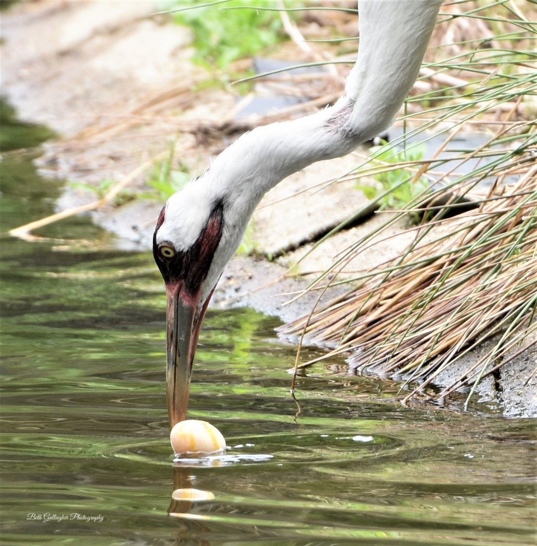 Whooping Crane