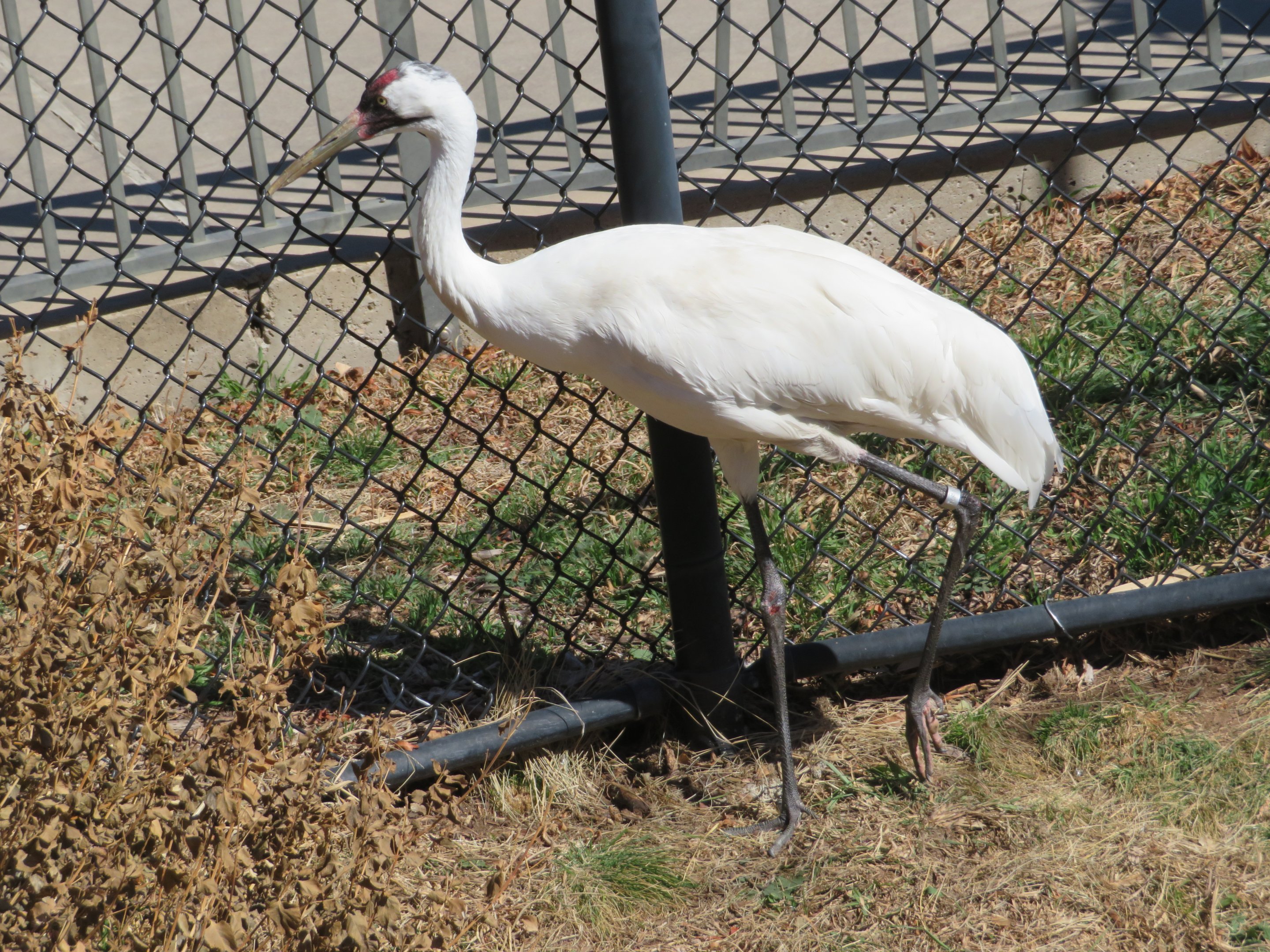 Whooping Crane