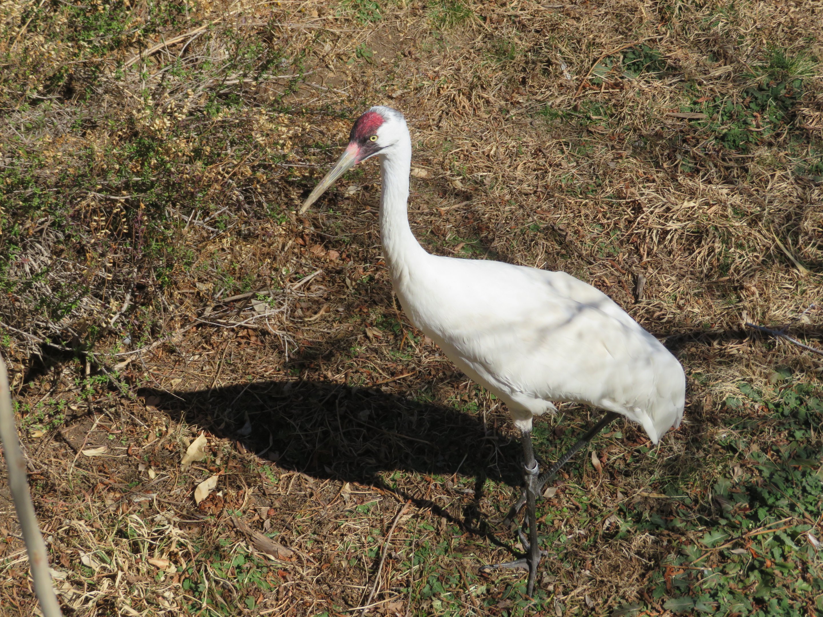 Whooping Crane