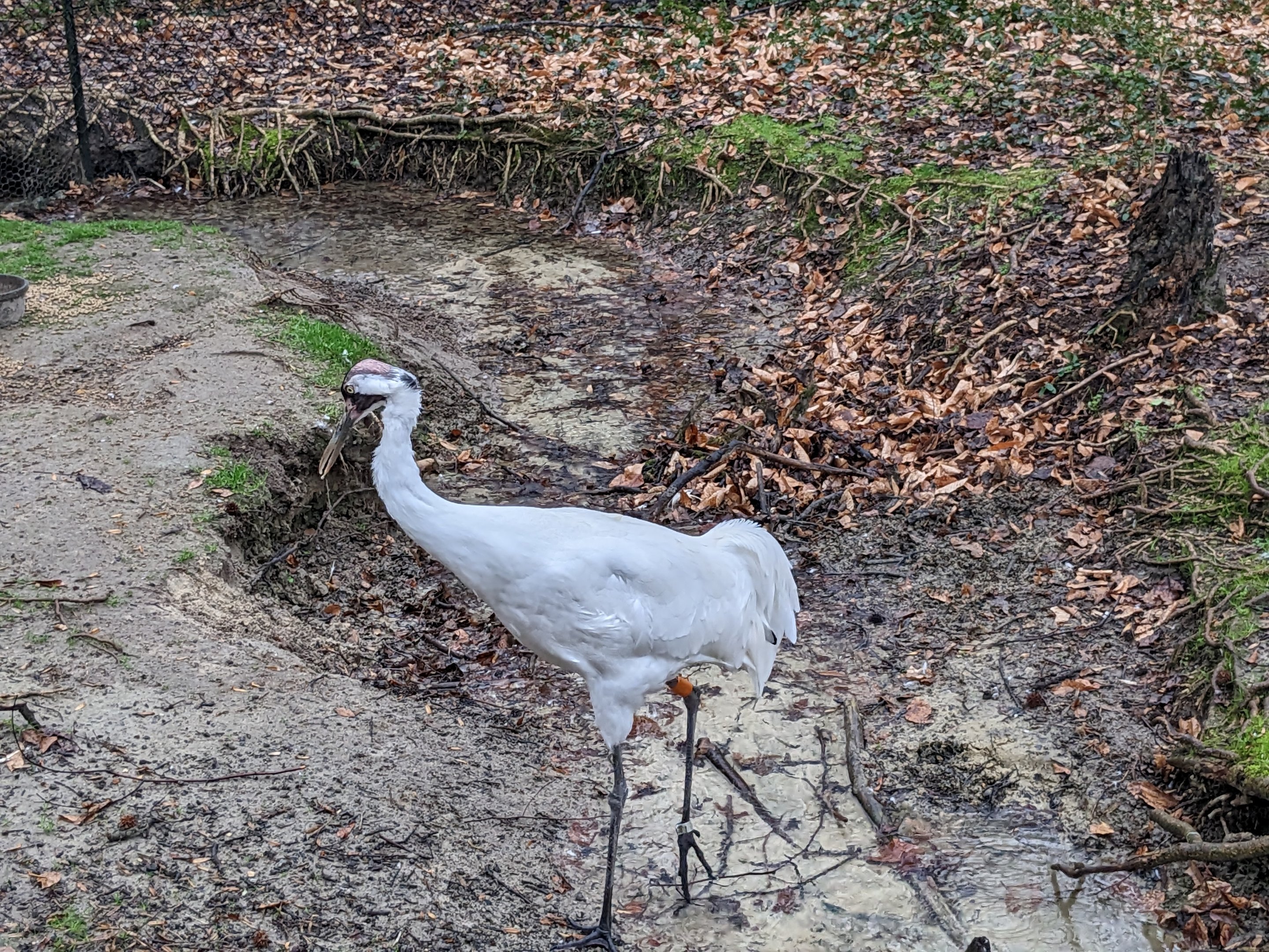 Whooping Crane
