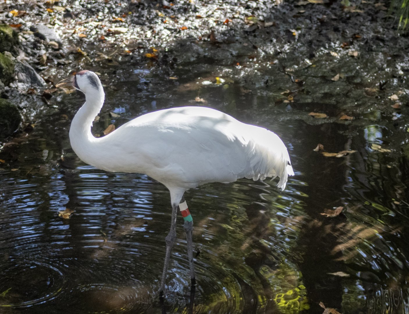 Whooping Crane