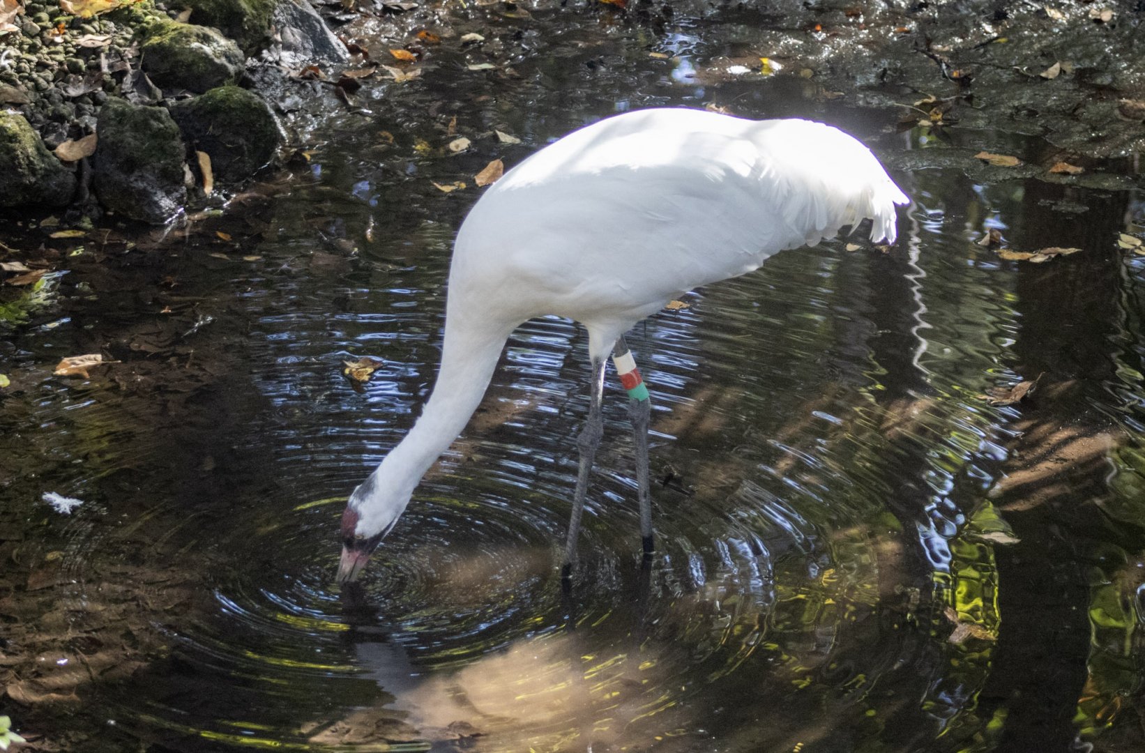 Whooping Crane