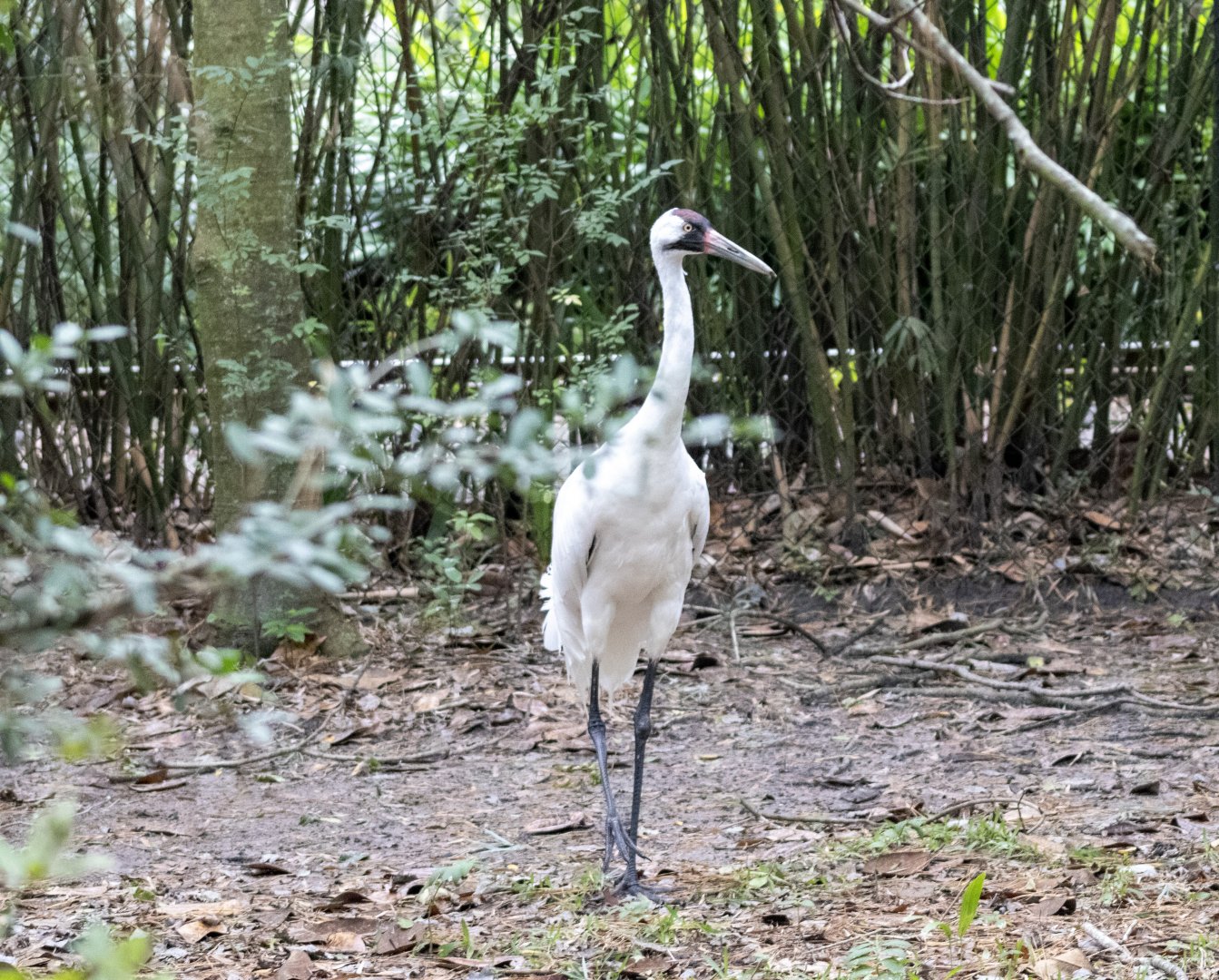 Whooping Crane