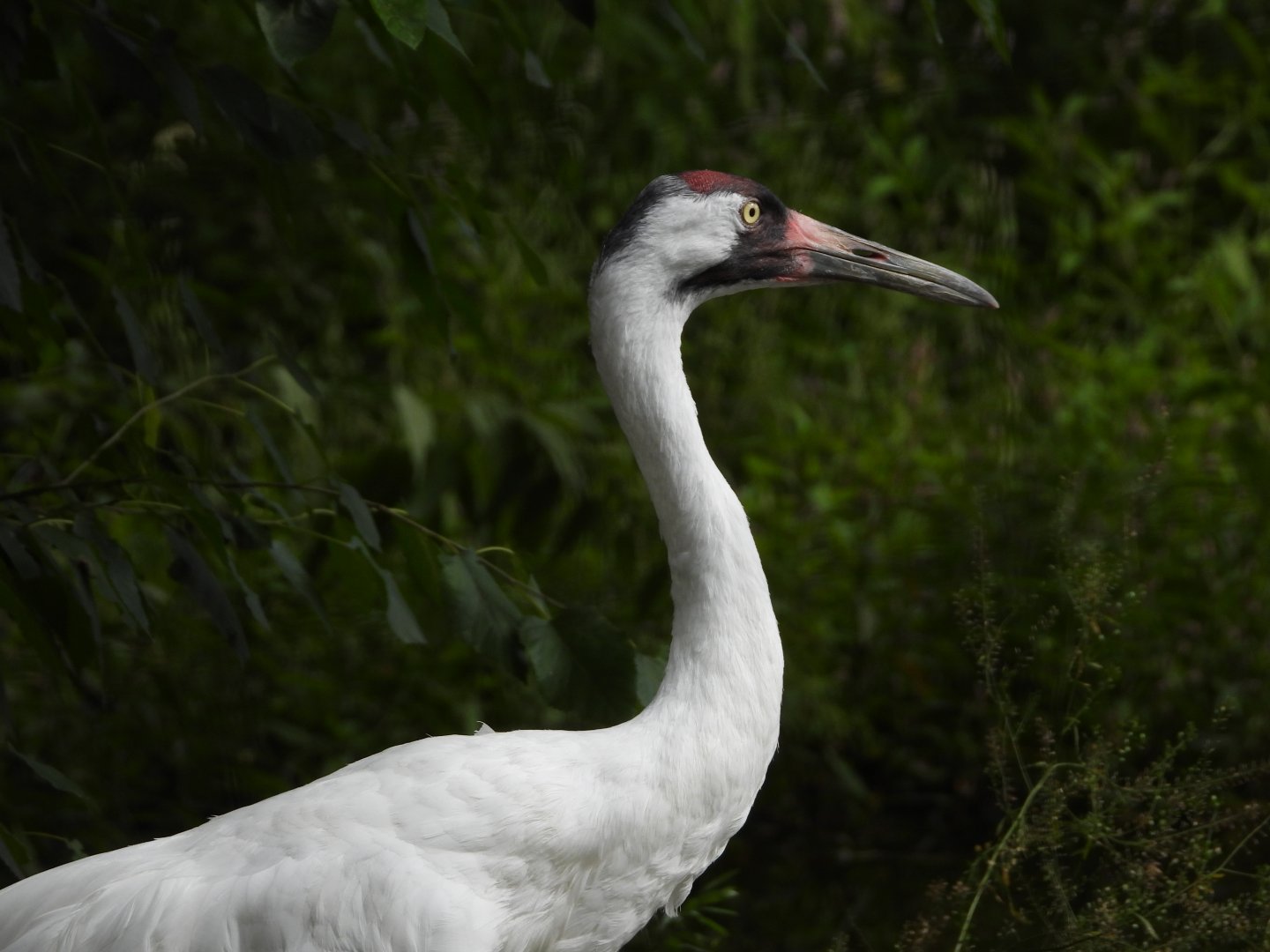 Whooping crane