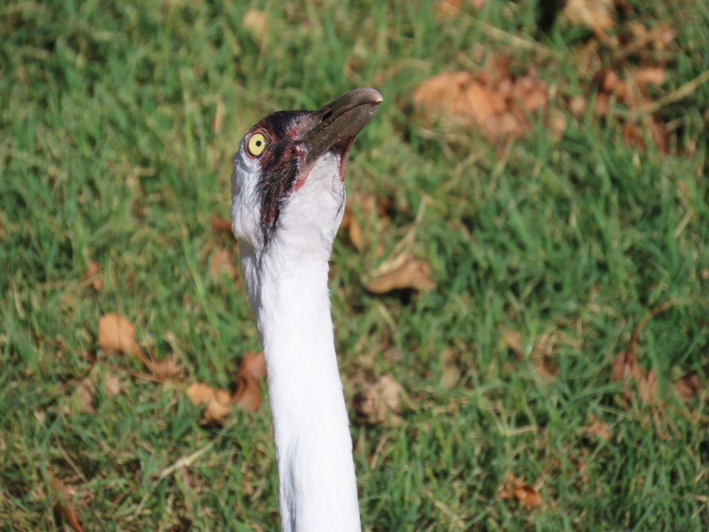 Whooping Crane