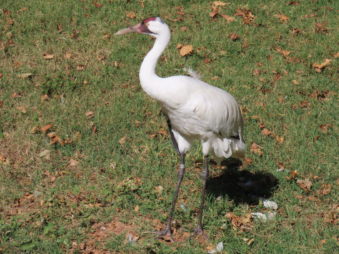 Whooping Crane