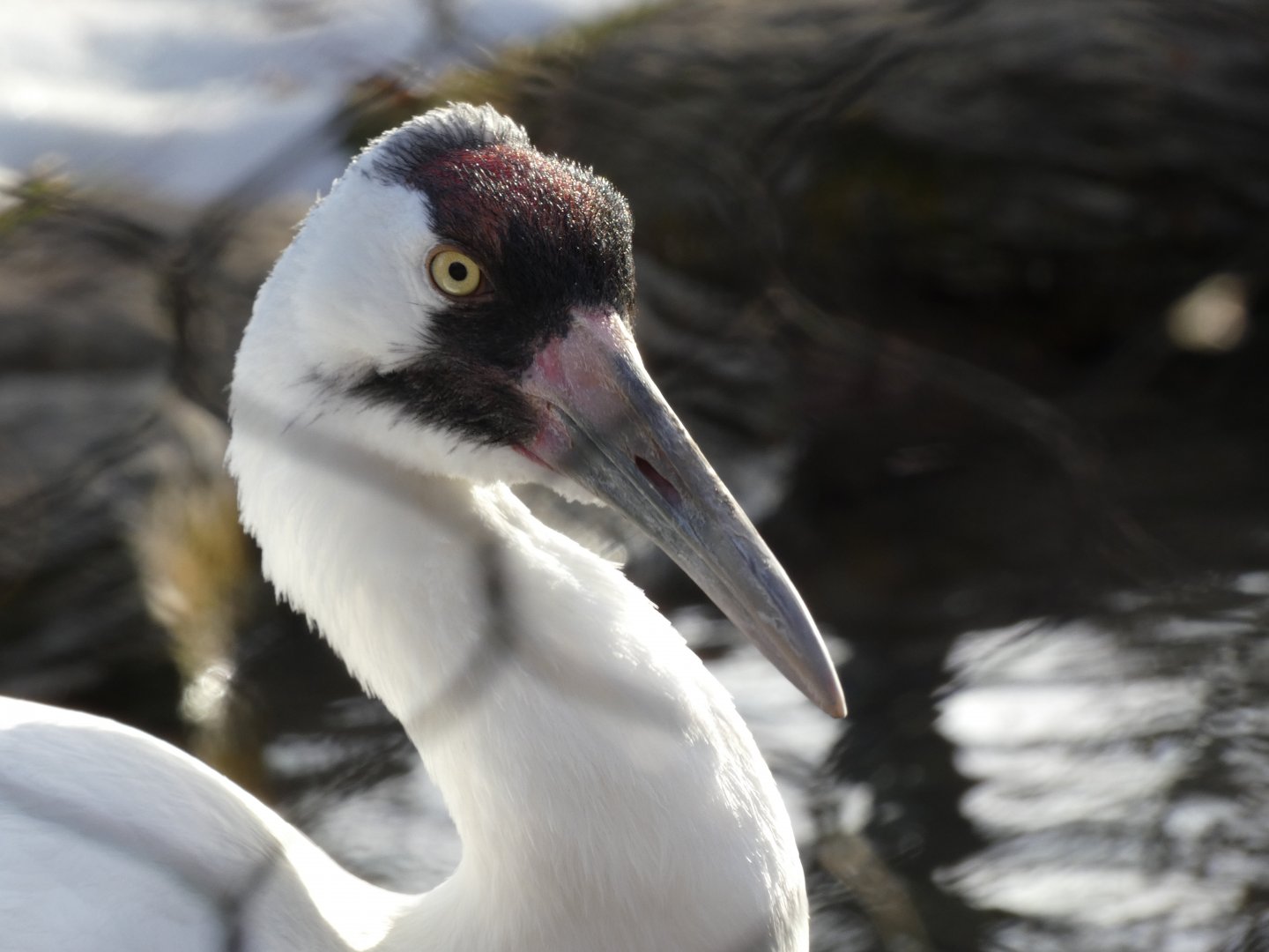 Whooping crane