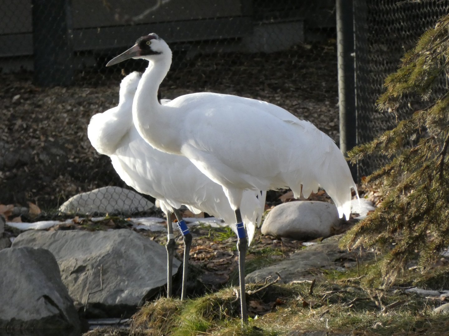 Whooping crane