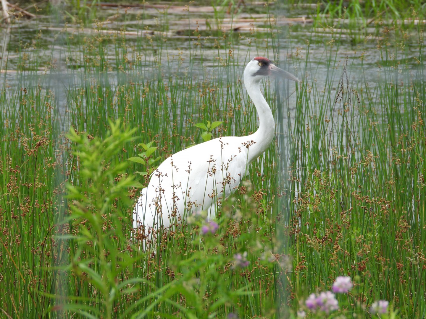Whooping crane