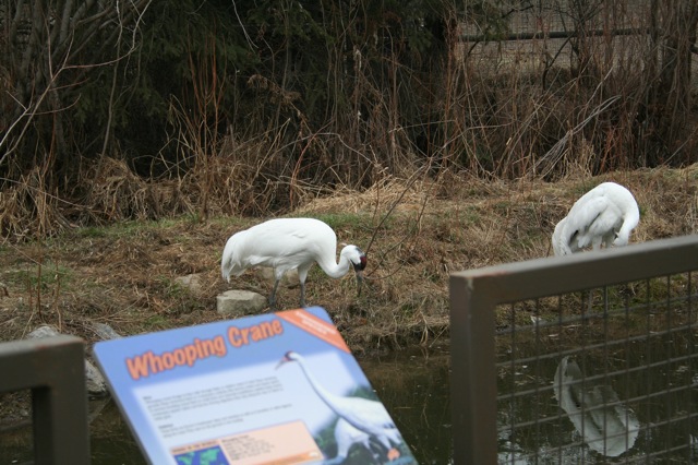 Whooping Crane