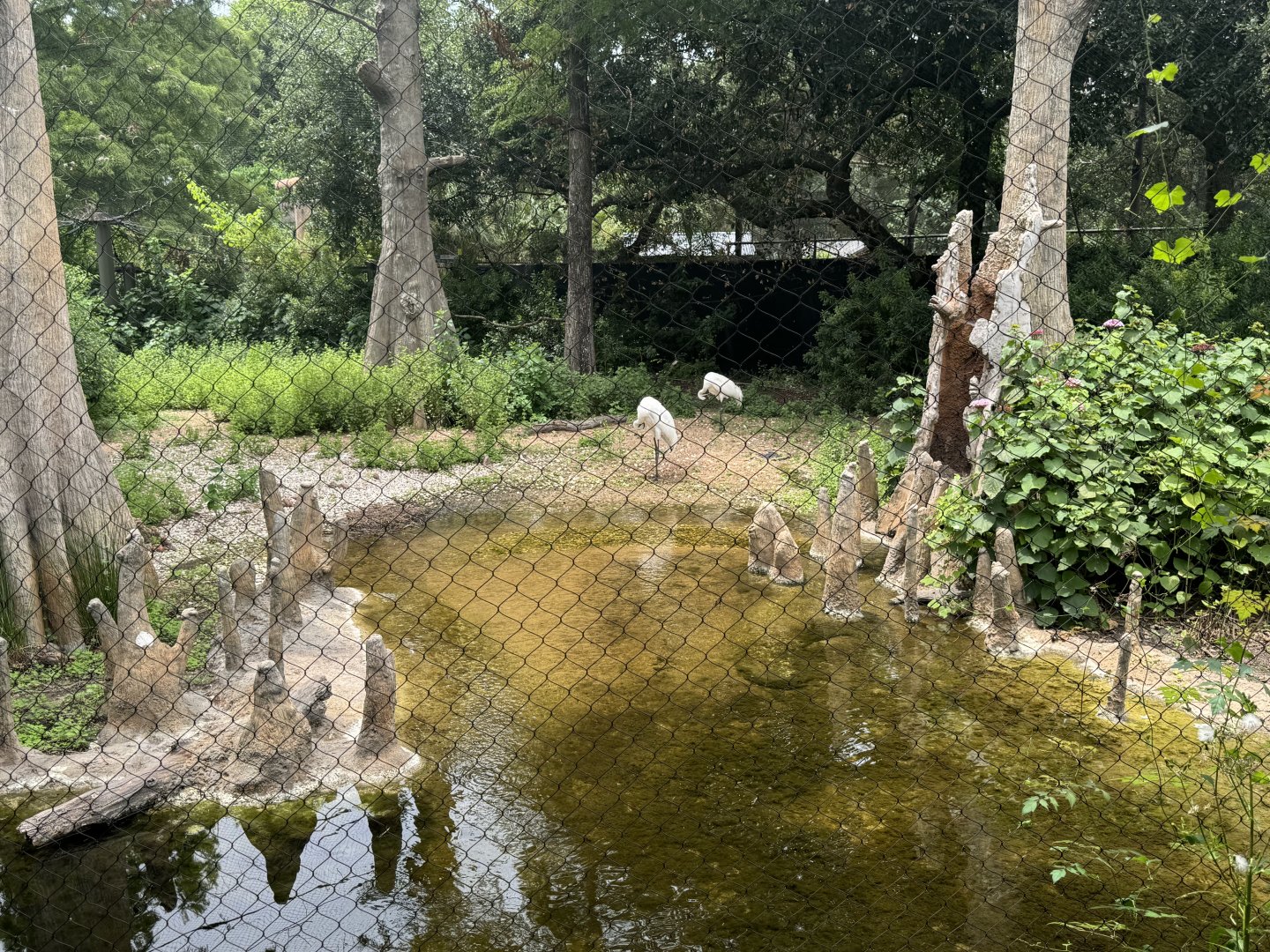 Whooping Cranes (7/3/24)