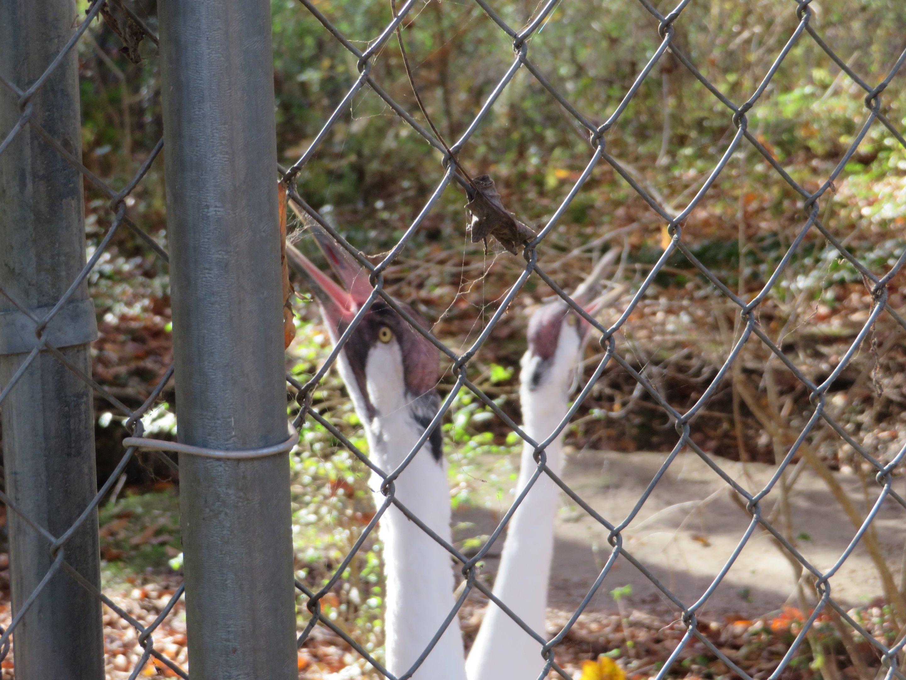 Whooping Cranes Whooping