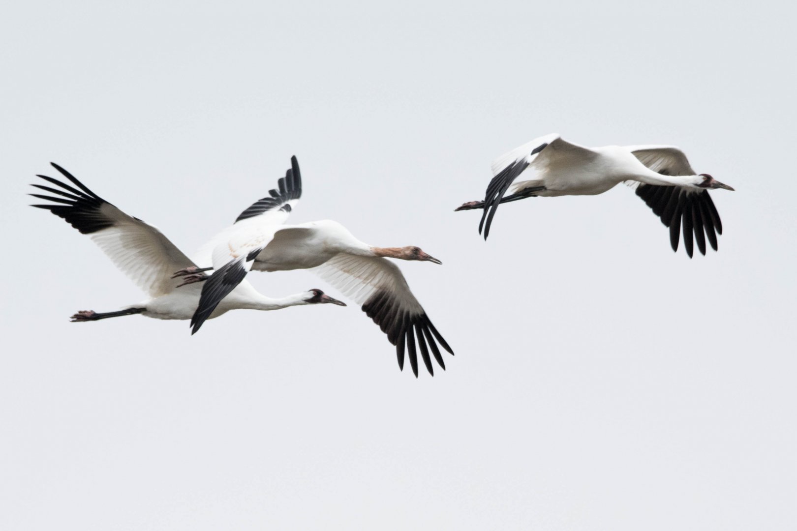 Whooping Cranes