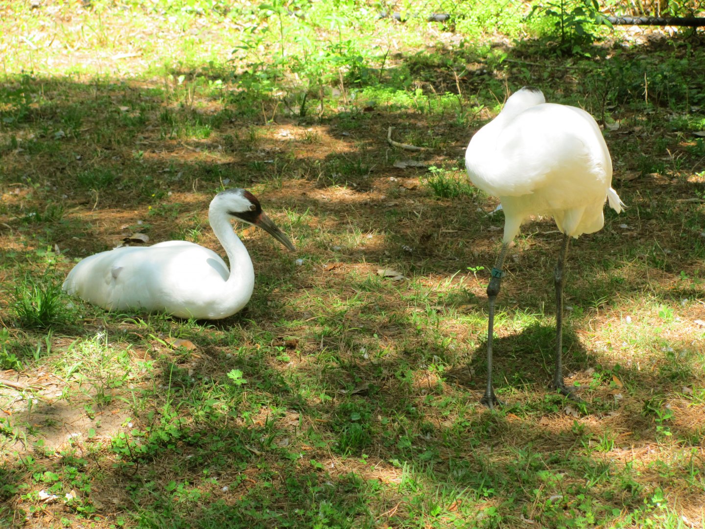 Whooping Cranes
