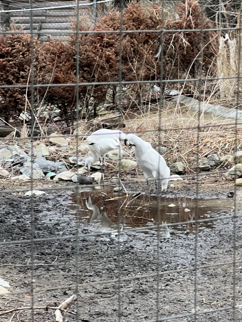 Whooping Cranes