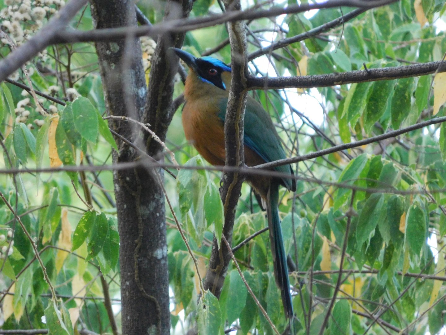 Whooping motmot (Momotus subrufescens)